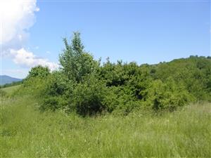 biotop menej zarastený krovinami