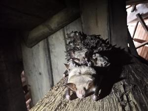 časť kolónie Myotis myotis v podkroví kostola v obci Kľačno