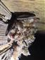 časť z kolónie Myotis emarginatus v podkroví kostola Nitrianske Pravno