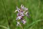 Orchis tridentata