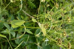 Bupleurum longifolium longifolium