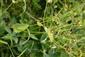 Bupleurum longifolium longifolium