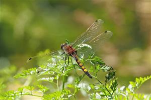 Leucorrhinia pectoralis, samček
