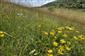 Inula hirta, Linum tenuifolium, Linum flavum v poraste Bromus erectus