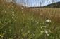 Letný aspekt porastu s Bromus erectus, Chamaecytisus albus, Anthericum ramosum