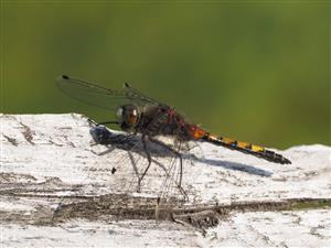 Leucorrhinia pectoralis, samček