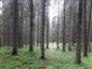 Horské smrekové lesy (26.7.2023)