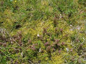 Detail porastu s Pedicularis sylvatica