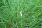 Cephalanthera damasonium