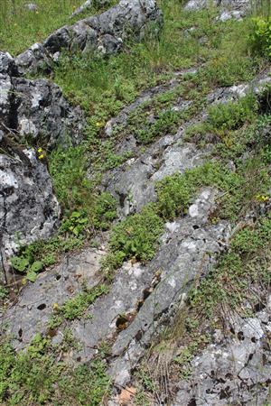 Záber na monitorovaný biotop.