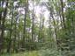 Lužné dubovo-brestovo-jaseňové lesy okolo nížinných riek (14.8.2013)