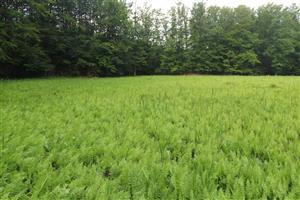 Celkový záber na biotop smerom na J