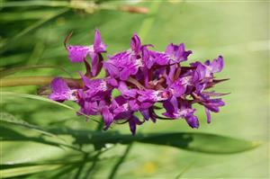 Dactylorhiza majalis