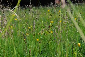 kosná ovsíková lúka s Briza media a Ranunculus acris