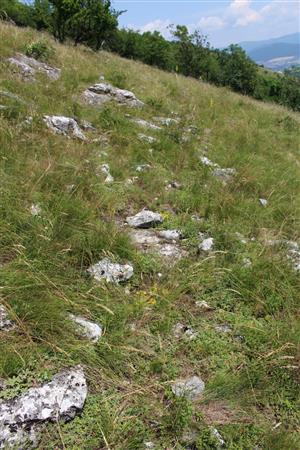 Záber na monitorovaný biotop. 