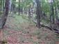 Javorovo-bukové horské lesy (12.9.2013)