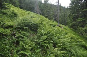 Druhovo chudobný porast Athyrium alpestre
