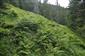 Druhovo chudobný porast Athyrium alpestre
