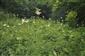 Vysokobylinný porast biotopu Lk5 s Filipendula ulmaria