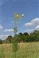 Thalictrum flavum