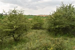 Pokročilá sukcesia krovín