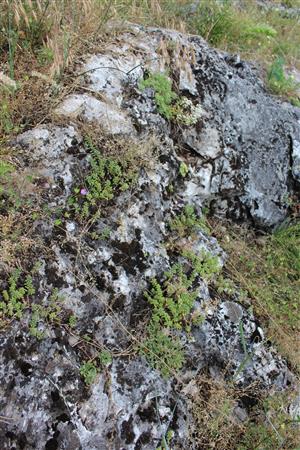 Záber na monitorovaný biotop. 