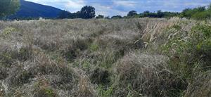 zarastanie Calamagrostis epigejos