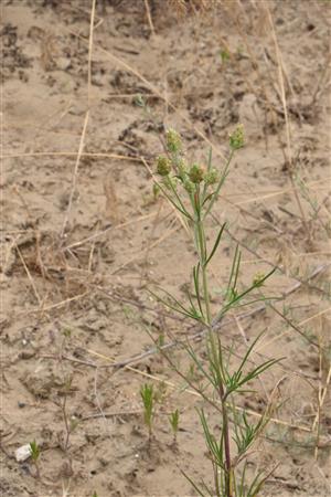 Psyllium arenarium