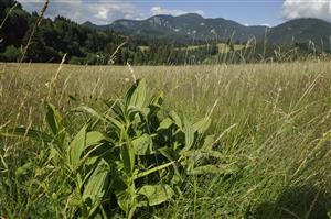 Veratrum lobelianum