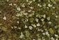 Porast druhu Orlaya grandiflora