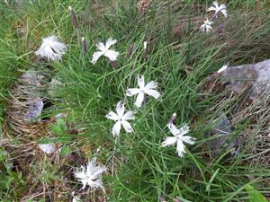 Dianthus praecox  vyskytující se v rámci TML poměrně hojně.