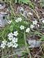 Minuartia Langii, v pozadí listy Lasertipium latifolium.