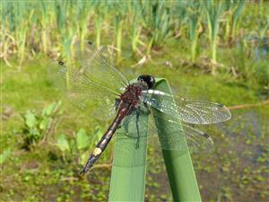 Leucorrhinia pectoralis