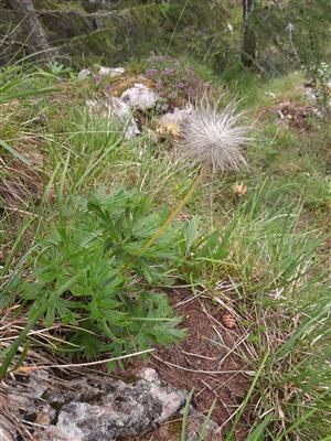 Odkvetlý Pulsatilla subslavica.