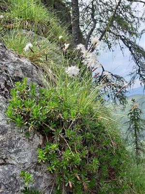 Daphne arbuscula společně s Dianthus praecox.