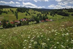 Celkový pohľad. Kvitnúci aspekt vytvára Chaerophyllum aromaticum