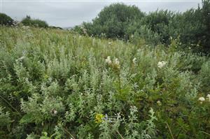 Vysokobylinný porast s Filipendula ulmaria, Mentha longifolia, Lysimachia vulgaris, Valeriana officinalis