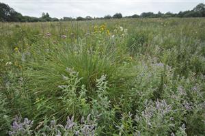 Vysokobylinný porast na podmáčanom substráte s Mentha longifolia, Carex paniculata, Lysimachia vulgaris, Equisetum fluviatile