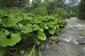 Porast Petasites hybridus