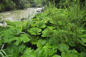 Porast Petasites hybridus, vtrúsene aj P. kablikianus