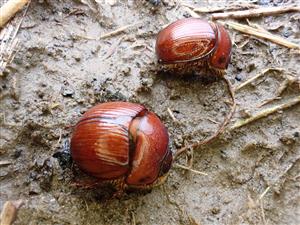 TML, Bolbelasmus unicornis