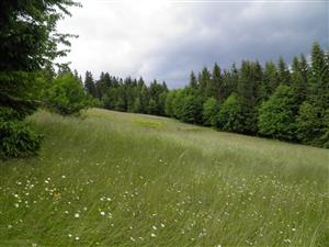 TML_6510_718_2015_06_24_003