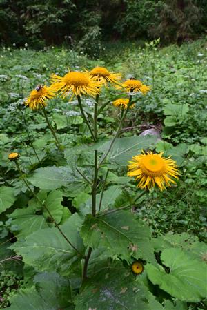 Telekia speciosa