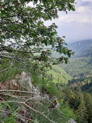 Pohled z blízkosti turistické vyhlídky, v záběru Sorbus sp. (Sorbus aria)