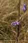 Suchomilné travinnobylinné a krovinové porasty na vápnitom podloží (*dôležité stanovištia Orchideaceae) (7.7.2023)