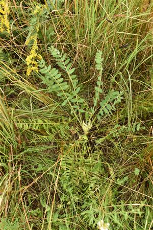 Astragalus excapus