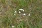Gypsophila fastigiata subsp. arenaria