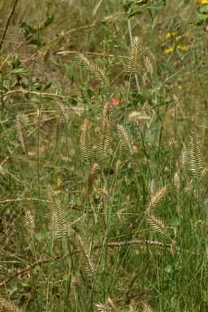 Agropyron pectinatum - paklasy