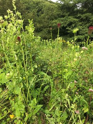 centrum hodnotnej časti lokality s Sanguisorba officinalis