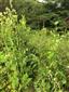 centrum hodnotnej časti lokality s Sanguisorba officinalis